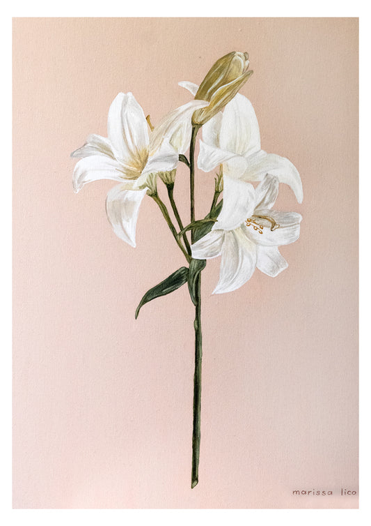 Fiori fine art print by Marissa Lico, Art print of white lilies on a pink background