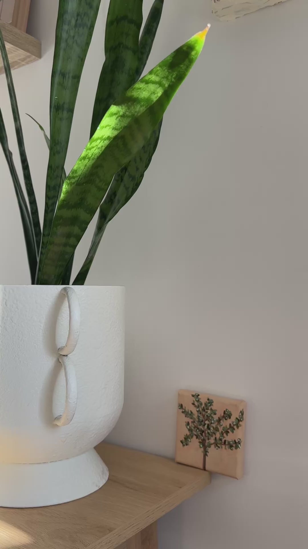 Ulivo original painting of olive tree by Marissa Lico. Video of close up texture details.