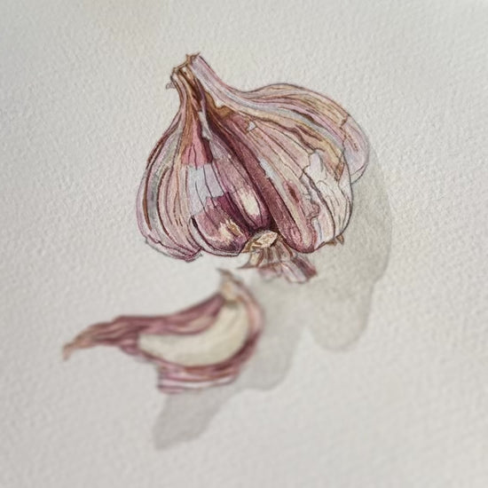 Video of watercolour painting by Marissa Lico featuring a garlic bulb and clove.