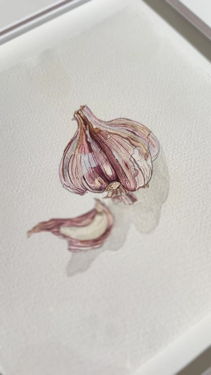 Video of watercolour painting by Marissa Lico featuring a garlic bulb and clove.